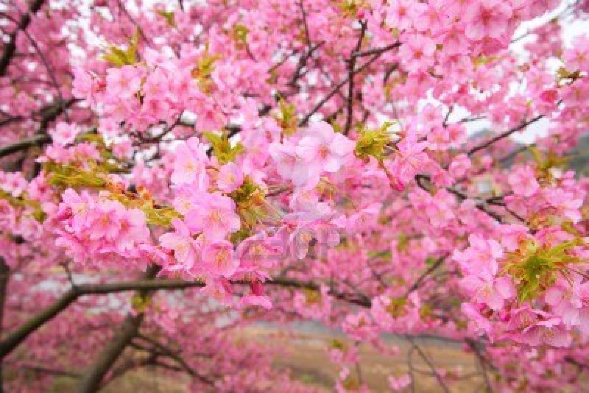 Cherry Blossom Sedikit Cerita Tentang Mooi